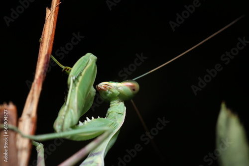 Praying Mantis closeup
