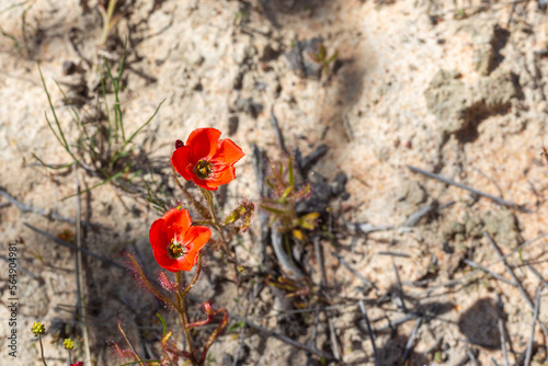 The beautiful red flowered form of the Sundew Drosera cistiflora in natural habitat, carnivorous plant, sticky plant, Western Cape of South Africa photo