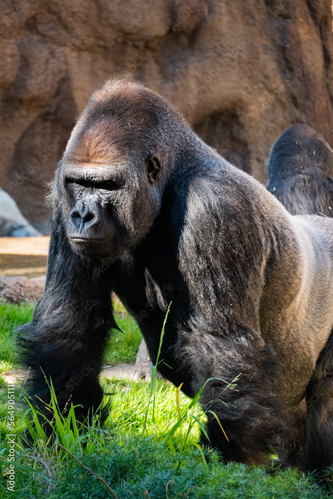 Fototapeta premium Silverback gorilla portrait