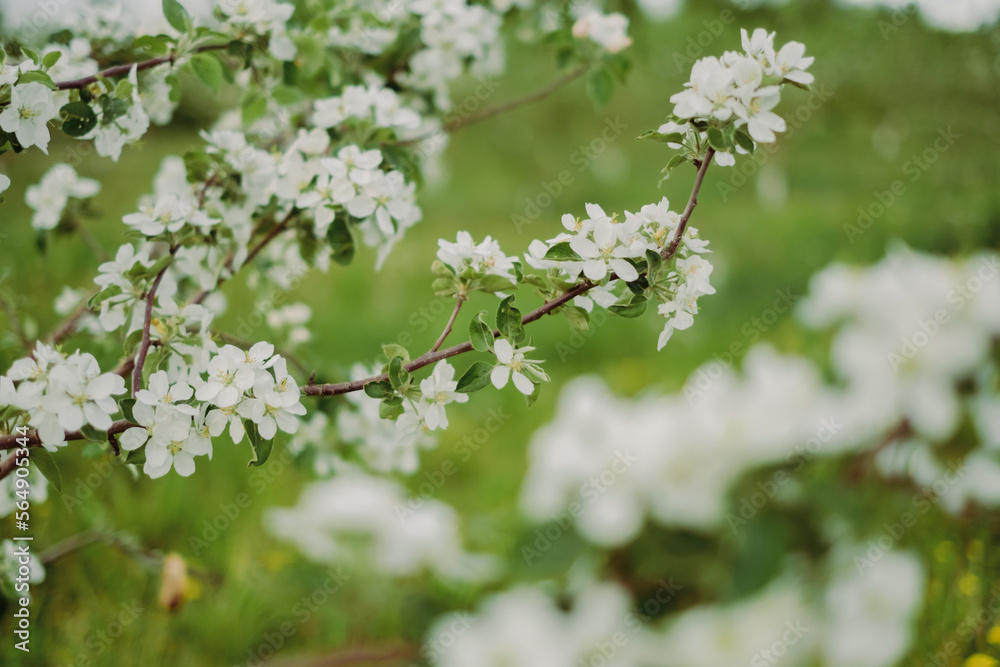 Apple blossoms in spring. Nature comes to life. The bee collects pollen from the flowers of the tree. Blooming time in spring. Change of weather and seasons. Apple garden alley with flowers Apple blossoms in spring. Nature comes to life. The bee collects pollen from the flowers of the tree. Blooming time in spring. Change of weather and seasons. Apple garden alley with flowers