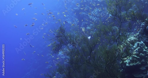 Coral Reef in the Red Sea photo