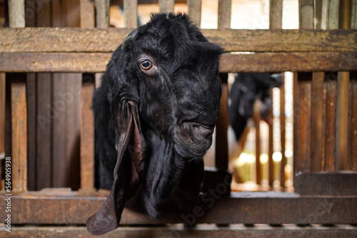 Etawa crossbreed goat ( Kambing Peranakan Etawa-  Capra aegagrus hircus ) bred in cages made of wood photo