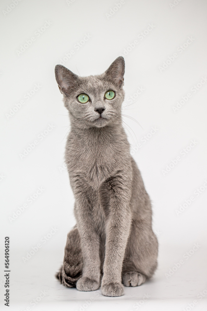 Obraz premium Katze, Freisteller, Russisch Blau