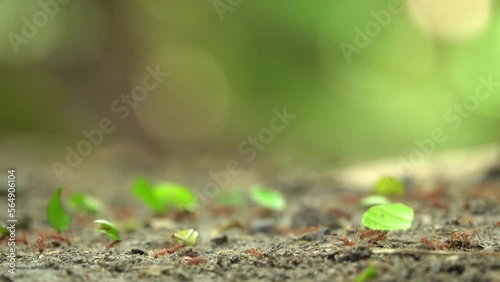 Close-up of leafcutter ants on lush jungle path with beautiful bokeh in background. Camera rack focuses at start. 4K photo