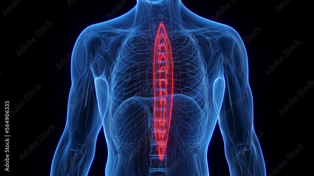 3D rendered medical animation of a man's spinalis thoracis 3D rendered medical animation of a man's spinalis thoracis