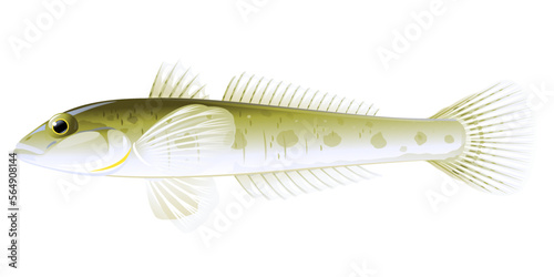 Realistic monkey goby fish isolated illustration, one small demersal fish on side view, small barbed bottom-dwelling fish, crucial commercial fish photo