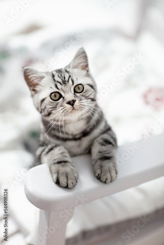 Katze, Kätzchen in Wohnung auf Stuhl