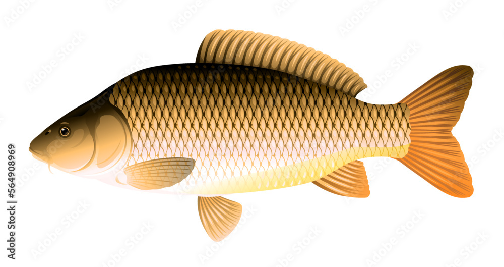 Realistic common carp fish isolated illustration, one freshwater fish on side view Realistic common carp fish isolated illustration, one freshwater fish on side view