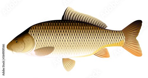 Realistic wild common carp fish isolated illustration, one freshwater fish on side view