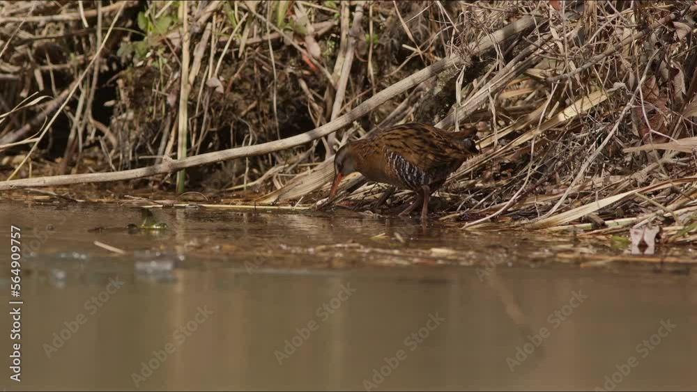 A Water Rail Foraging For Food. A Water Rail Foraging For Food.