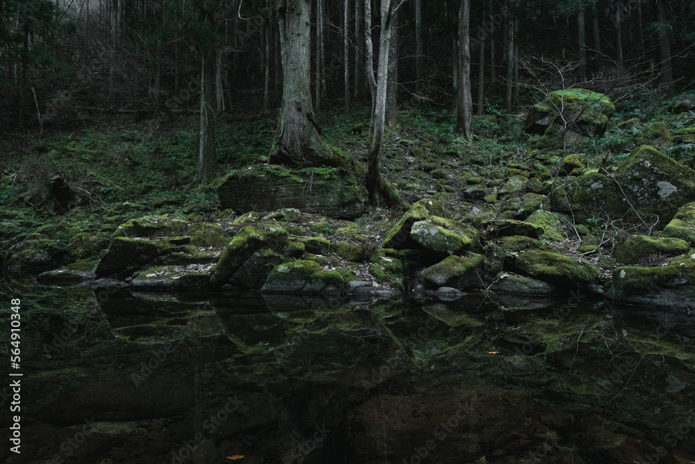 Obraz premium A virgin forest in the hinterlands of Japan