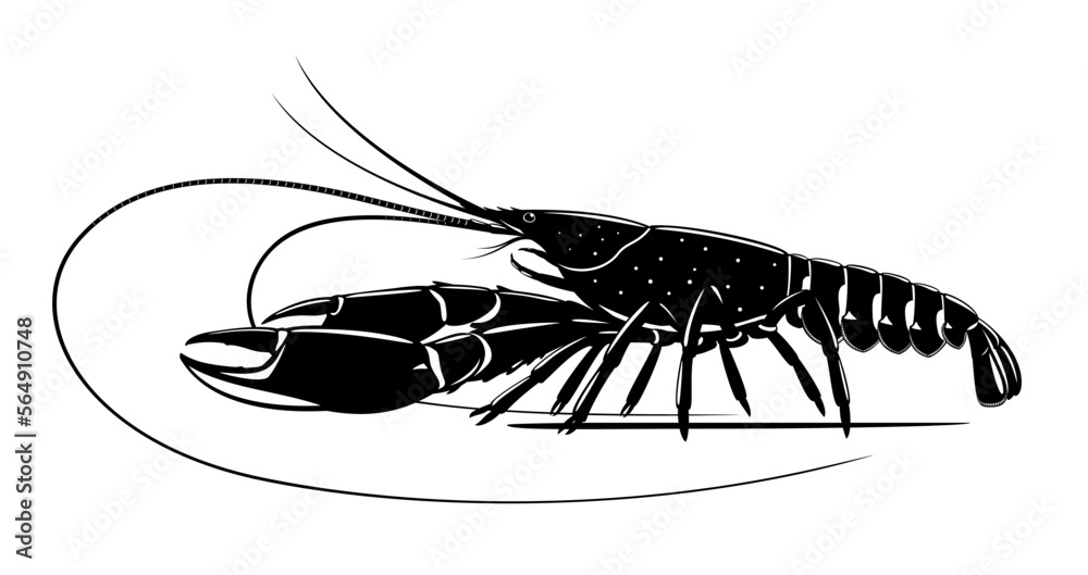 Realistic red claw crayfish black and white isolated illustration, one