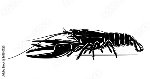 Realistic narrow-clawed crayfish black and white isolated illustration, one big freshwater European crayfish on side view
