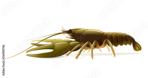 Realistic narrow-clawed crayfish isolated illustration, one big freshwater European crayfish on side view