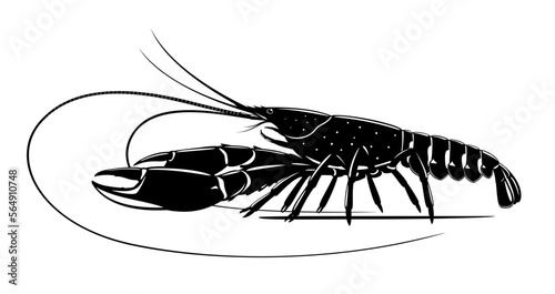 Realistic red claw crayfish black and white isolated illustration, one big freshwater Australian crayfish on side view, freshwater blueclaw crayfish, commercially crayfish
