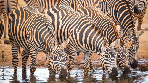 Herd of zebras 