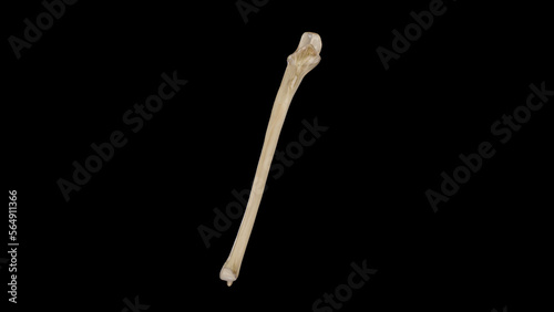 Anterior view of Right Ulna