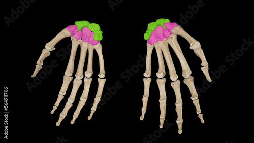 Anatomy-Carpal Bones of Hand photo