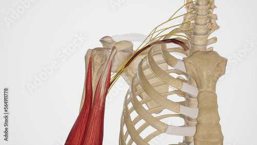 Contents of The Axilla-Brachial Plexus photo