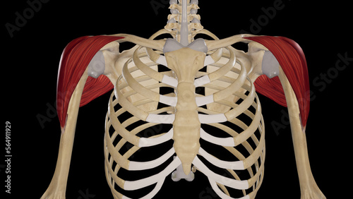 Photography Deltoid Muscle anterior view