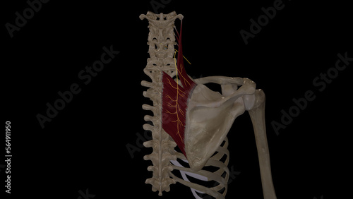 Photography Dorsal Scapular Nerve