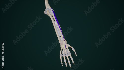 Extensor Carpi Radialis Brevis Muscle Anatomy photo