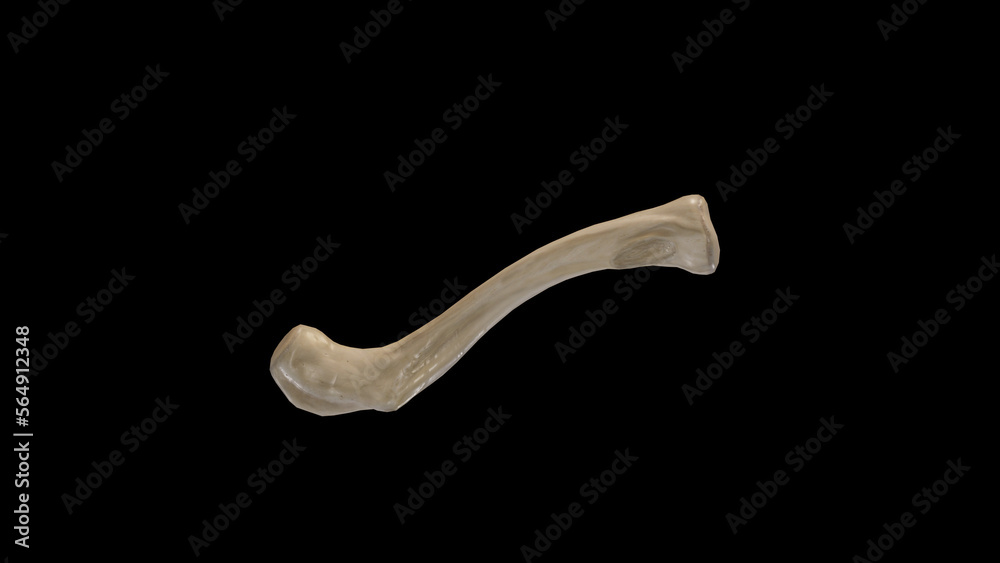 Inferior view of Right Clavicle Inferior view of Right Clavicle