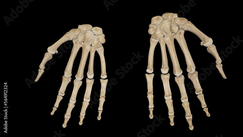 Hand palmar and dorsal view photo