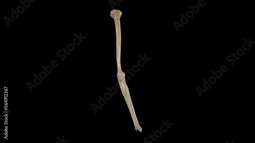 Lateral view of Bones of the Right arm and Forearm