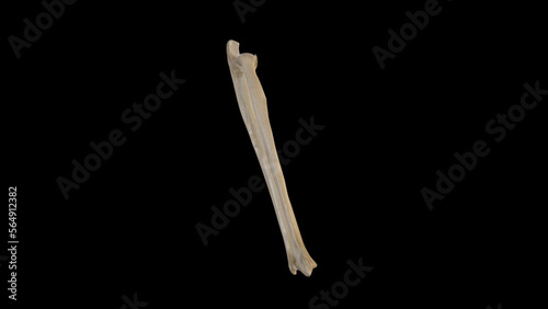 Lateral view of Right Forearm Bones photo