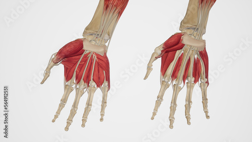 Muscles of the Hand Palmar View-Superficial and Deep photo