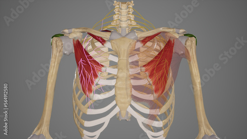 Nerve Supply of Pectoral Muscles