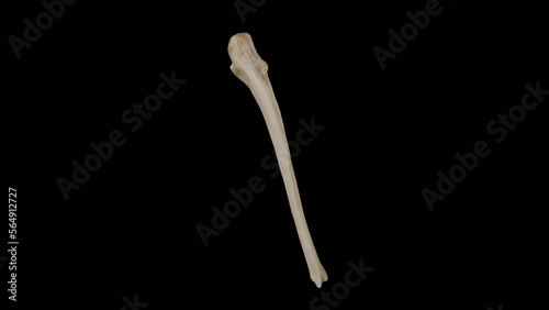 Posterior view of Right Ulna photo