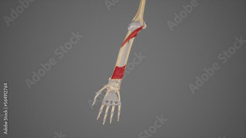 Pronators muscles of forearm