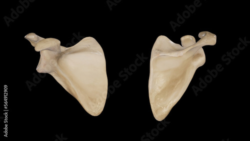 Scapula front and back view