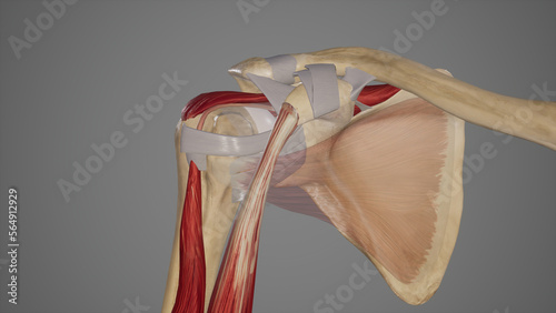 Medical Illustration of Shoulder Joint
