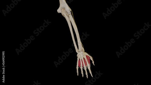 Superficial Branch of Radial Nerve photo