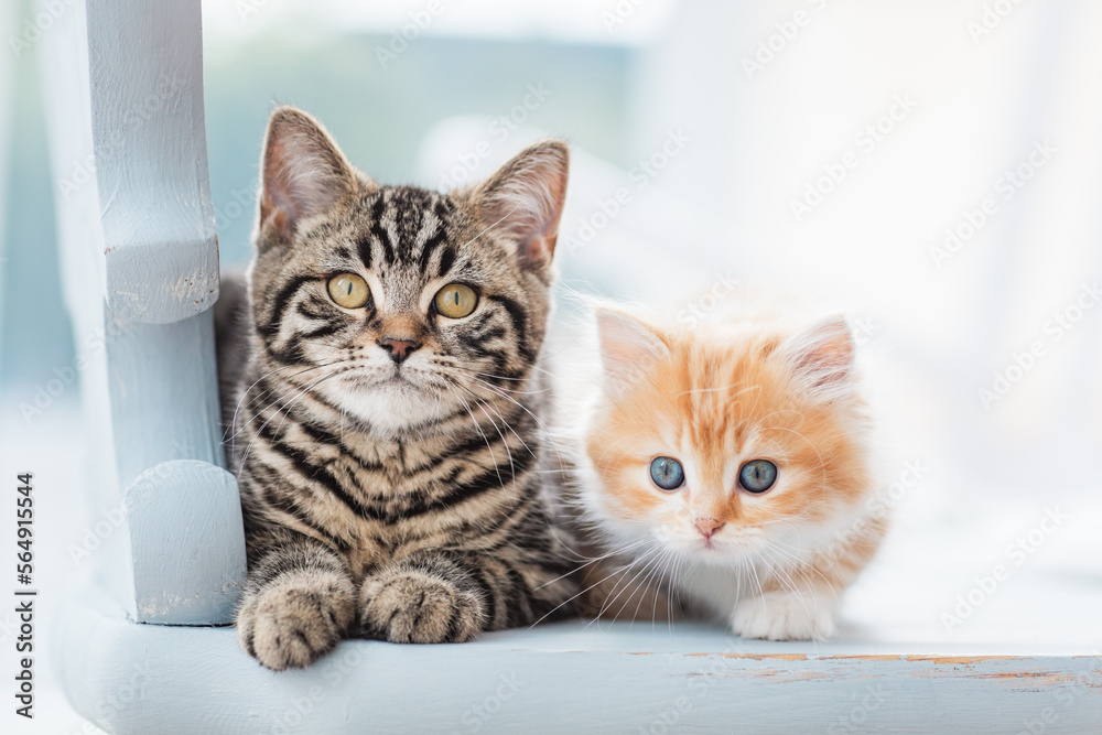 zwei Katzen auf Stuhl im Wohnzimmer, helle Umgebung