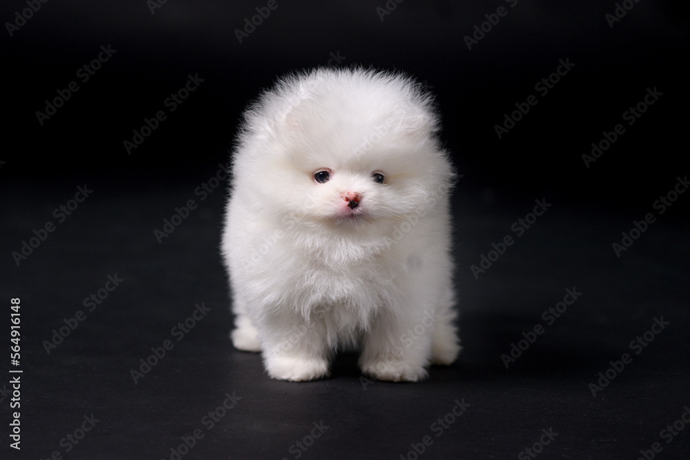 White miniature Pomeranian Spitz puppy standing on black background, front view White miniature Pomeranian Spitz puppy standing on black background, front view