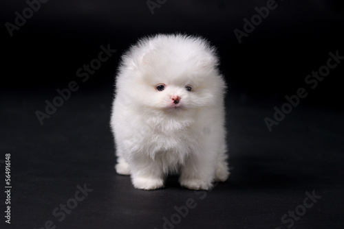 White miniature Pomeranian Spitz puppy standing on black background, front view