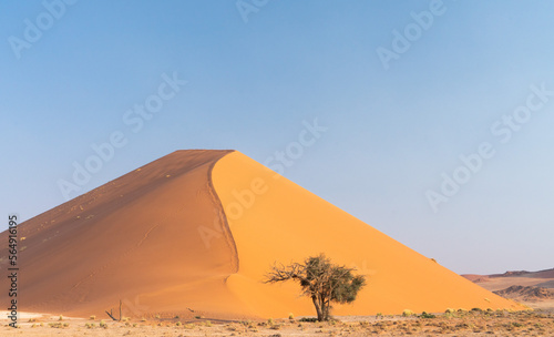 Big dune and tree in Namib desert, Namibia, Africa photo