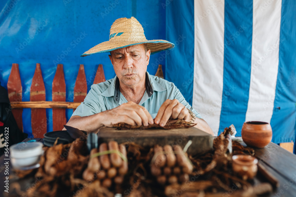 Mature man rolling cigar sitting at table Mature man rolling cigar sitting at table
