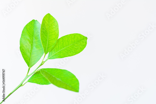 Lemon natural green leaves isolated on white background.