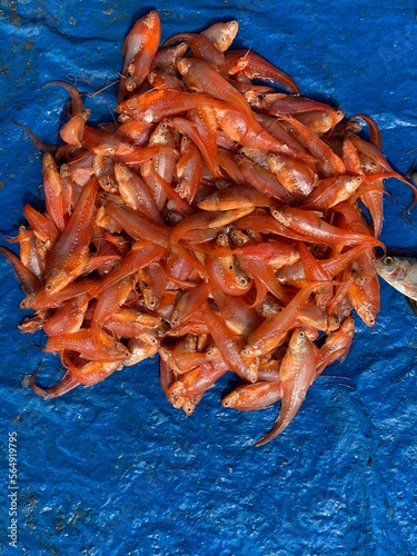 Sea and river raw fishes are selling in a small local market photo