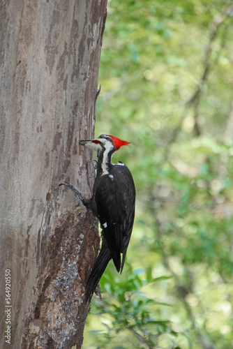 Pileated Woodpecker at Six Mile Cypress Slough Preserve Fort Myers Florida