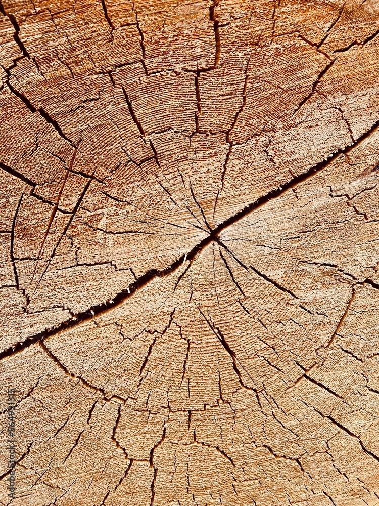 cut tree close up cut tree close up