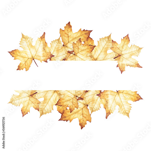 Maple leaves frame. Autumnal wreath illustration with maple leaves. Watercolor illustration.