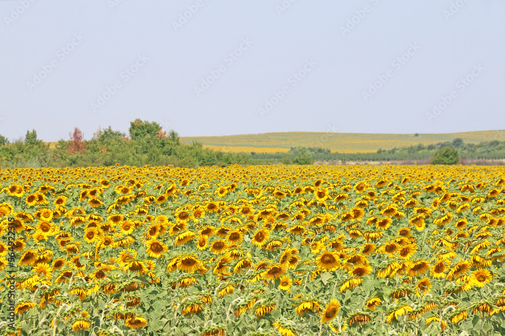 Sunflower field in Bulgaria in Summer