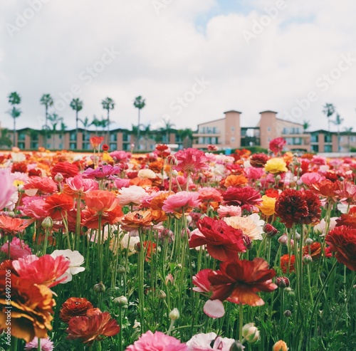 Sunny Flower Fields 