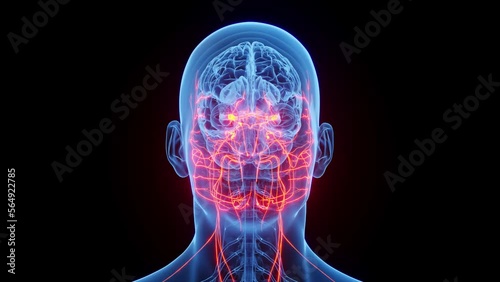 3D rendered medical animation of a man's cranial nerves